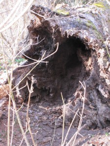 fallen hollow tree