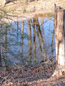 trees reflected in creek