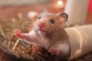 hamster-1000846_1920