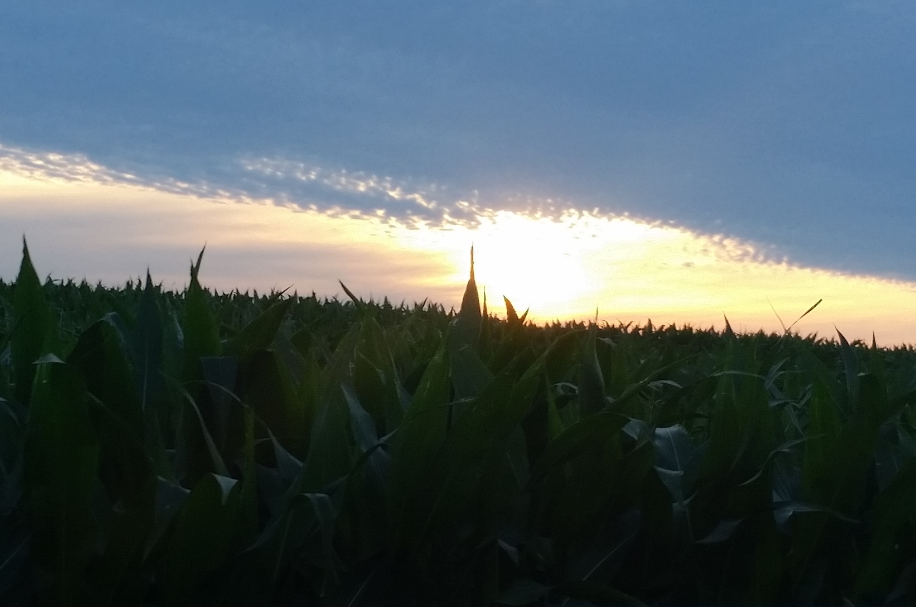 sunset behind a cornfield