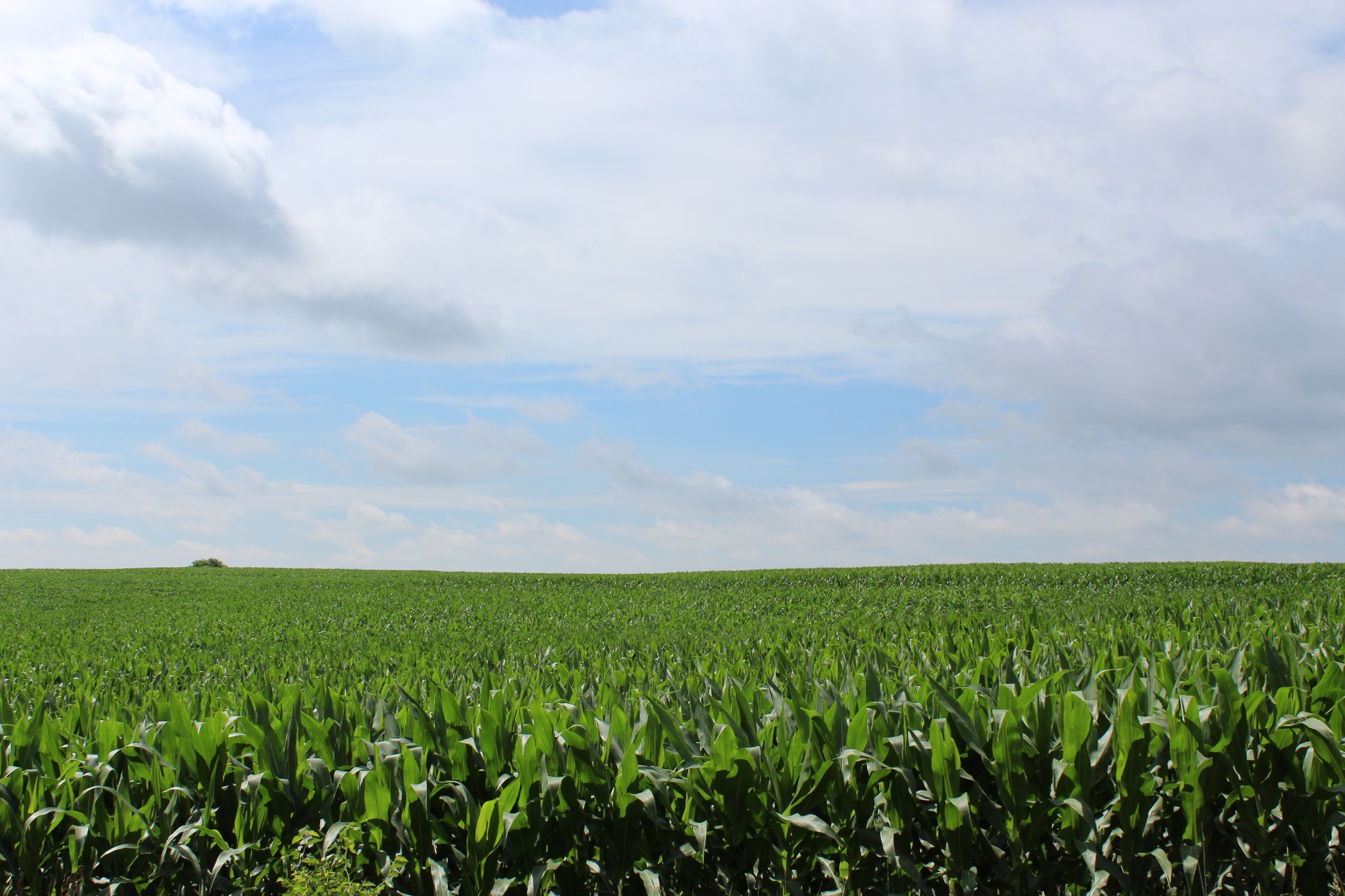 a cloudy sky meets the cornfield