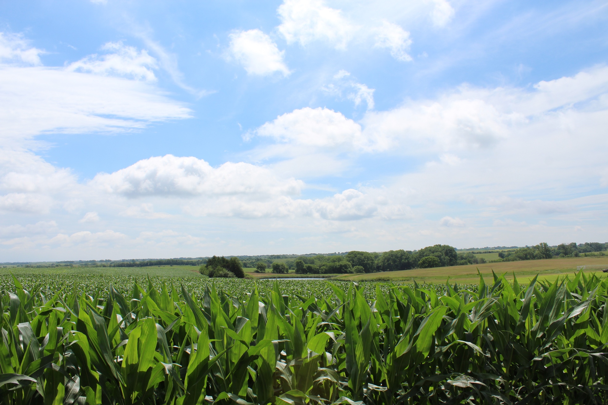 a cornfield in the foreground with more farmland and a pond in the background