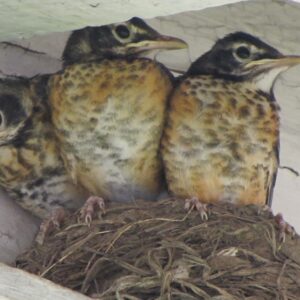 3 large baby robins crowded in a nest under an eave