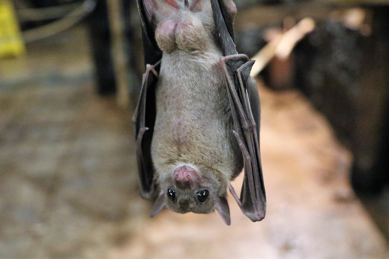 Bats Get a Bad Rap, But We Need Them to Survive - What? Why? How Come?